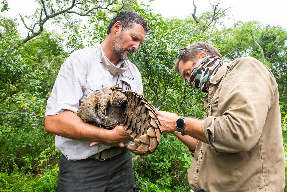 Ground Pangolin monitoring and research